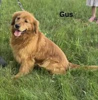 Jessie, a female Golden Retriever for sale in Sioux Falls, SD – 6 of 6