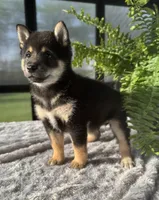 Cherry, a female Shiba Inu for sale in Sioux Falls, SD – 3 of 4