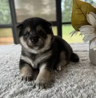 Josie, a female Shiba Inu for sale in Sioux Falls, SD – 2 of 3