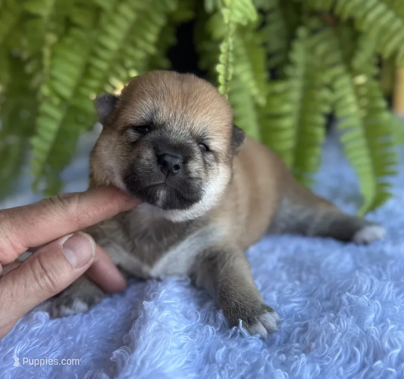 Norma – Shiba Inu puppy for sale in Sioux Falls, SD