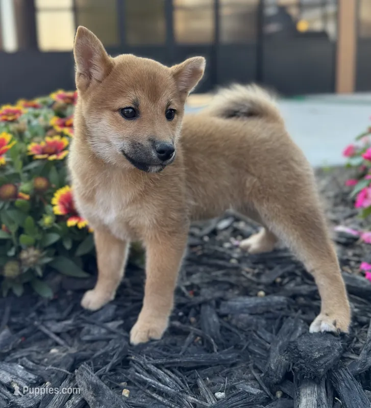 Dotti – Shiba Inu puppy for sale in Sioux Falls, SD