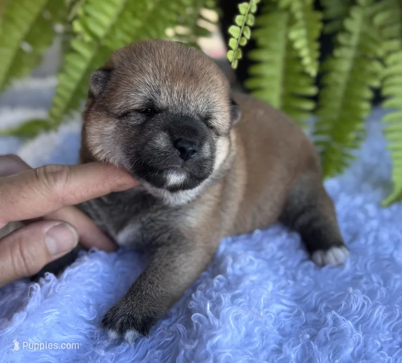 Nessi – Shiba Inu puppy for sale in Sioux Falls, SD