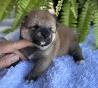 Nessi, a female Shiba Inu for sale in Sioux Falls, SD – 1 of 4