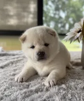 Jada, a female Shiba Inu for sale in Sioux Falls, SD – 4 of 4