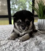 Jazzy, a female Shiba Inu for sale in Sioux Falls, SD – 2 of 2