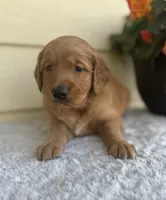 Ace, a male Golden Retriever for sale in Sioux Falls, SD – 2 of 4