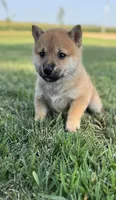 Durango, a male Shiba Inu for sale in Sioux Falls, SD – 2 of 3