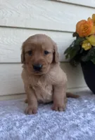Joy, a female Golden Retriever for sale in Sioux Falls, SD – 3 of 6