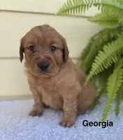 Georgia, a female Golden Retriever for sale in Sioux Falls, SD – 2 of 3