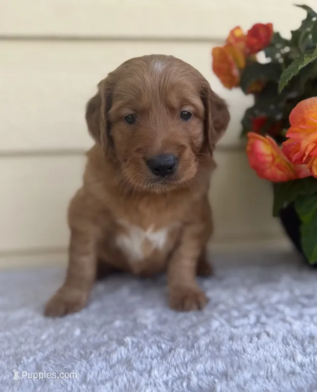 Arthur – Golden Retriever puppy for sale in Sioux Falls, SD