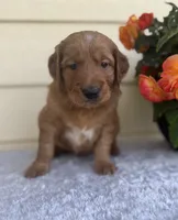 Arthur, a male Golden Retriever for sale in Sioux Falls, SD – 1 of 3