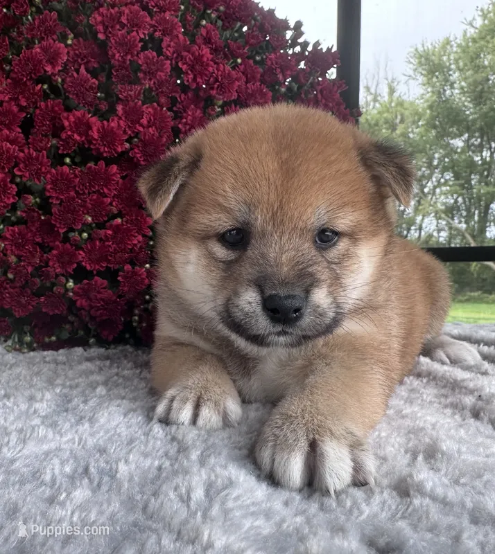 Norma – Shiba Inu puppy for sale in Sioux Falls, SD