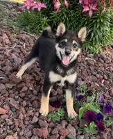 Cherry, a female Shiba Inu for sale in Sioux Falls, SD – 6 of 6