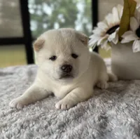 Jada, a female Shiba Inu for sale in Sioux Falls, SD – 3 of 4