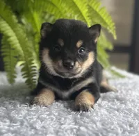 Jenny, a female Shiba Inu for sale in Sioux Falls, SD – 3 of 3