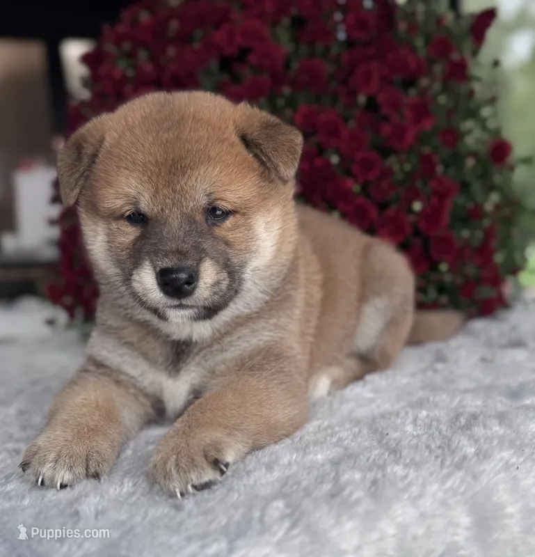Gavin – Shiba Inu puppy for sale in Sioux Falls, SD