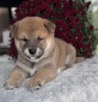 Gavin, a male Shiba Inu for sale in Sioux Falls, SD – 1 of 3