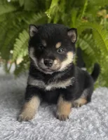 Jester, a male Shiba Inu for sale in Sioux Falls, SD – 3 of 4