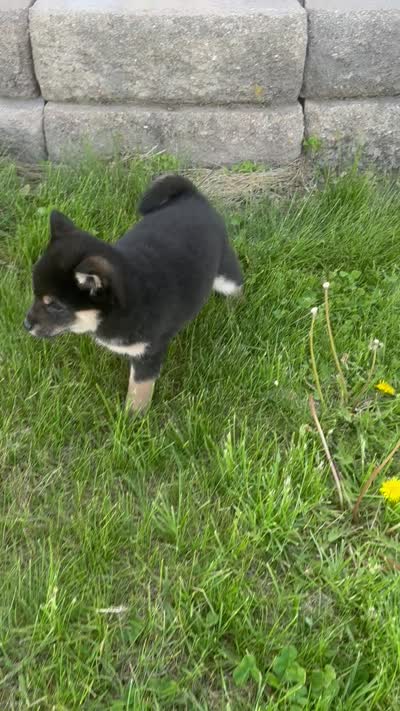 Candy, a female Shiba Inu for sale in Sioux Falls, SD – 5 of 5