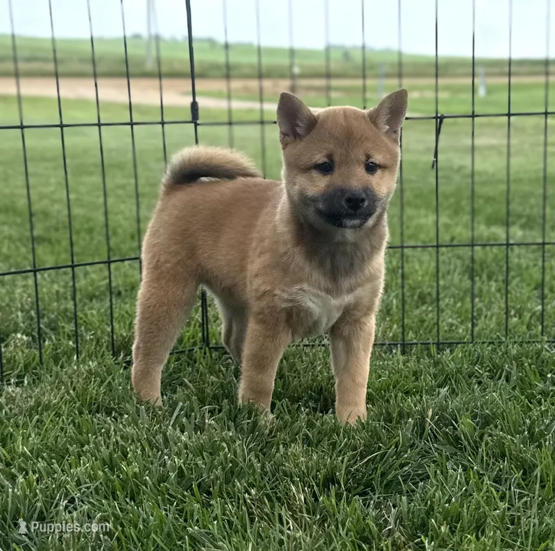 Twyla – Shiba Inu puppy for sale in Sioux Falls, SD