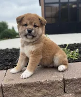 Velvet, a female Shiba Inu for sale in Sioux Falls, SD – 3 of 5