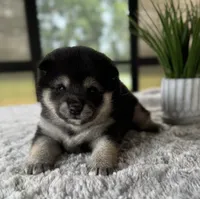 Jazzy, a female Shiba Inu for sale in Sioux Falls, SD – 1 of 2