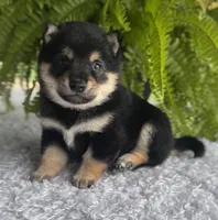 Jackson, a male Shiba Inu for sale in Sioux Falls, SD – 2 of 4