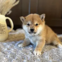 processed/b625482a-8490-45a1-b20a-6b9b12032185/listing/ada8c7cb-6f6a-4b45-88c5-e9b1edccb44c/03deca5a-0ac6-49bf-9f67-e0f871fcf648