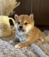 processed/b625482a-8490-45a1-b20a-6b9b12032185/listing/ada8c7cb-6f6a-4b45-88c5-e9b1edccb44c/16c6256a-3d31-4755-877d-ad9f3cbb6e76