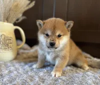 processed/b625482a-8490-45a1-b20a-6b9b12032185/listing/ada8c7cb-6f6a-4b45-88c5-e9b1edccb44c/2c757f94-c601-463b-85f8-5a615676bb78