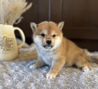 processed/b625482a-8490-45a1-b20a-6b9b12032185/listing/ada8c7cb-6f6a-4b45-88c5-e9b1edccb44c/527c9b8f-f12d-4f1e-bd75-2f5d26d10e5b