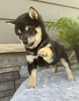 Crystal , a female Shiba Inu for sale in Sioux Falls, SD – 3 of 5