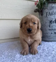 Jett, a male Golden Retriever for sale in Sioux Falls, SD – 3 of 6