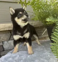 Crystal , a female Shiba Inu for sale in Sioux Falls, SD – 4 of 5