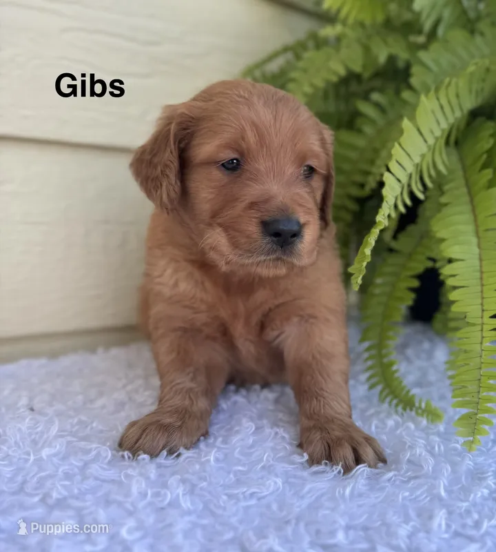 Gibs – Golden Retriever puppy for sale in Sioux Falls, SD