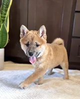 processed/b625482a-8490-45a1-b20a-6b9b12032185/listing/aff44241-82b1-4e55-8236-6f8f91ecdc8c/e1d0a752-9754-489f-b38e-001851402ece