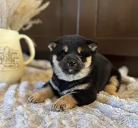 processed/b625482a-8490-45a1-b20a-6b9b12032185/listing/b105d9de-adf6-4b1e-806a-5cf4e9dcd883/797e1c98-1b0a-4b15-aa4a-1f76f651fd0a