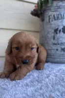 Jace, a male Golden Retriever for sale in Sioux Falls, SD – 3 of 6