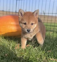 Norma, a female Shiba Inu for sale in Sioux Falls, SD – 2 of 3