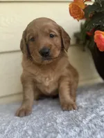 Ace, a male Golden Retriever for sale in Sioux Falls, SD – 3 of 4