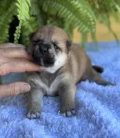 Norma, a female Shiba Inu for sale in Sioux Falls, SD – 3 of 4