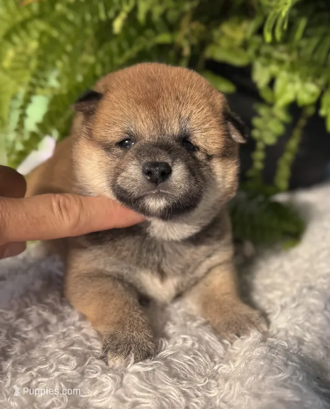 Nessi – Shiba Inu puppy for sale in Sioux Falls, SD