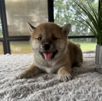 Dolly, a female Shiba Inu for sale in Sioux Falls, SD – 3 of 3