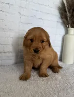 Stella, a female Golden Retriever for sale in Sioux Falls, SD – Photo 4 of 5