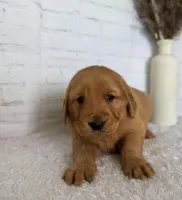 Stella, a female Golden Retriever for sale in Sioux Falls, SD – Photo 5 of 5