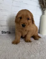 Stella, a female Golden Retriever for sale in Sioux Falls, SD – Photo 2 of 5