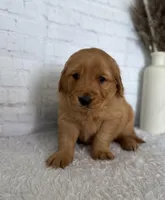 Stella, a female Golden Retriever for sale in Sioux Falls, SD – Photo 1 of 5