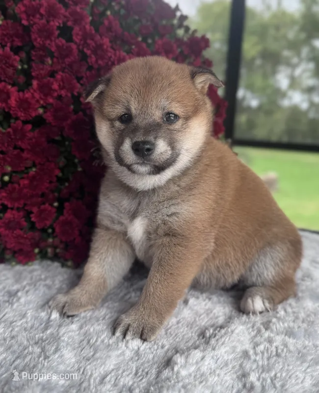 Nessi – Shiba Inu puppy for sale in Sioux Falls, SD