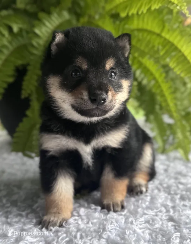 Jackson – Shiba Inu puppy for sale in Sioux Falls, SD