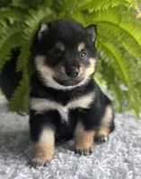 Jackson, a male Shiba Inu for sale in Sioux Falls, SD – 1 of 4